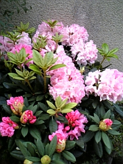 e0016828_221548.jpg
