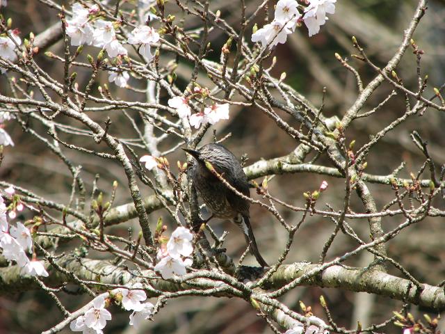 桜　＆　鳥さん_f0099535_1511898.jpg