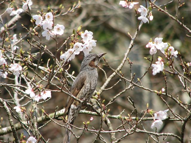 桜　＆　鳥さん_f0099535_1512855.jpg