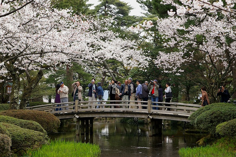 満開の桜 兼六園 金沢発ときめき浪漫 満開の桜 兼六園 金沢発ときめき浪漫