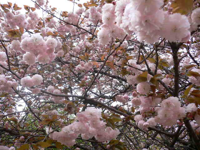 e0061038_1641613.jpg