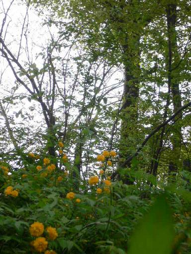 e0061038_17172534.jpg