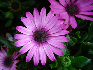 f0009439_1816312.jpg