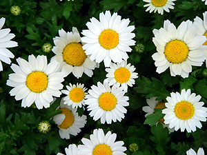 f0009439_1822065.jpg