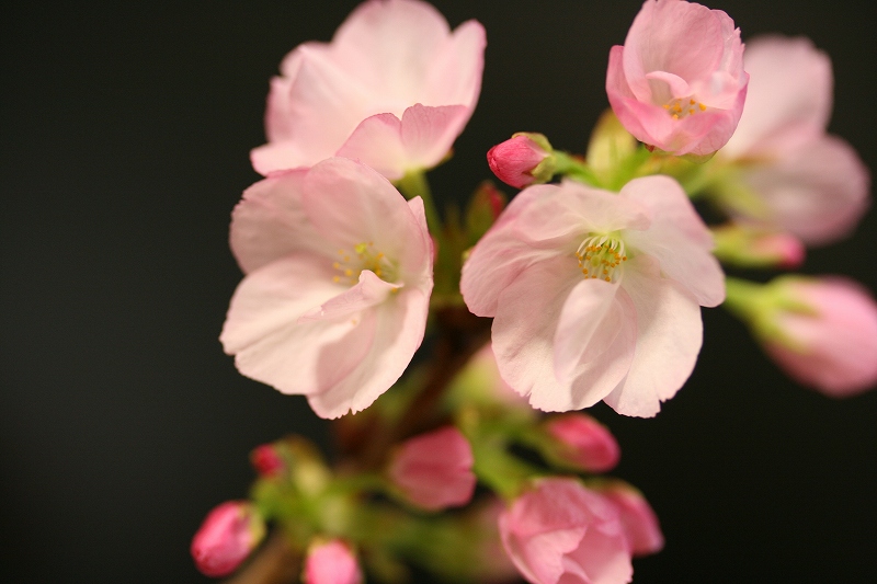 ウチで花見_b0097747_12283693.jpg