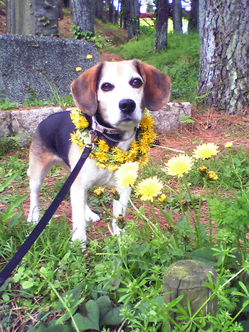 b0005652_13501012.gif