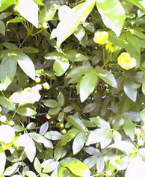 木香薔薇_a0059281_12393933.jpg