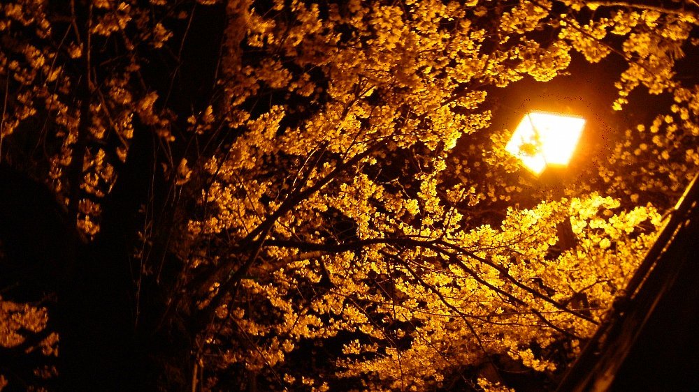 真夜中の桜！_e0065084_059408.jpg