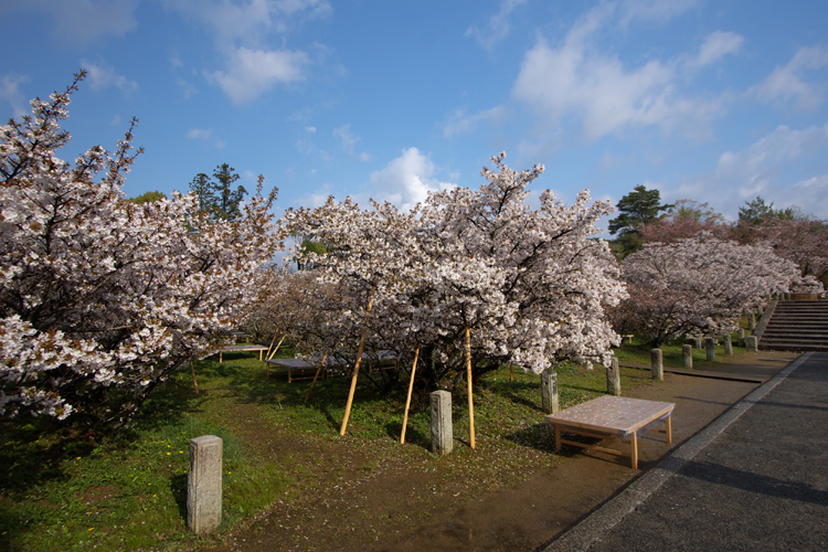 御室仁和寺_e0051888_21165948.jpg