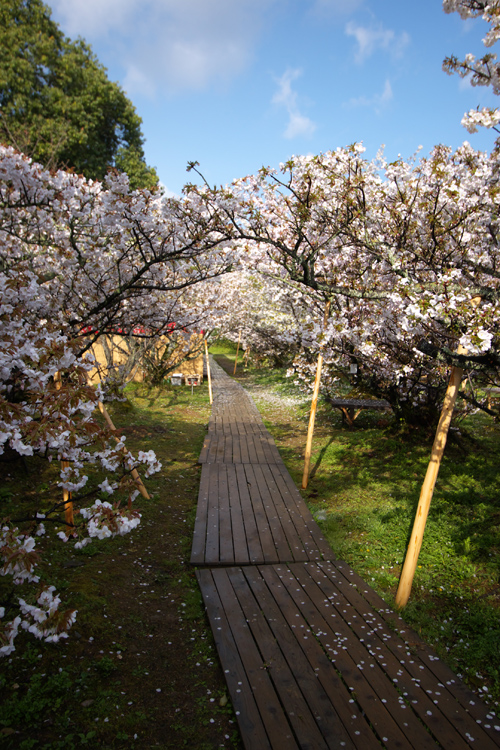 御室仁和寺_e0051888_21171457.jpg
