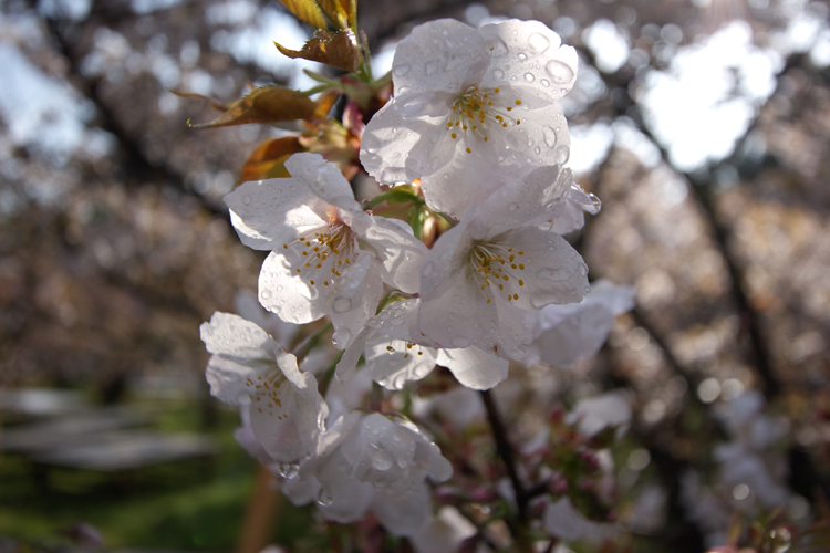 御室仁和寺_e0051888_21173484.jpg