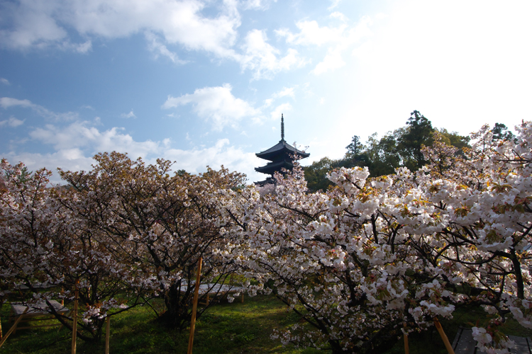 御室仁和寺_e0051888_21182589.jpg