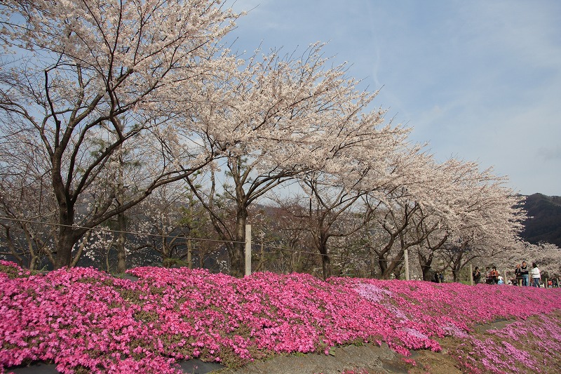 河口湖 桜満開_e0069488_23442383.jpg