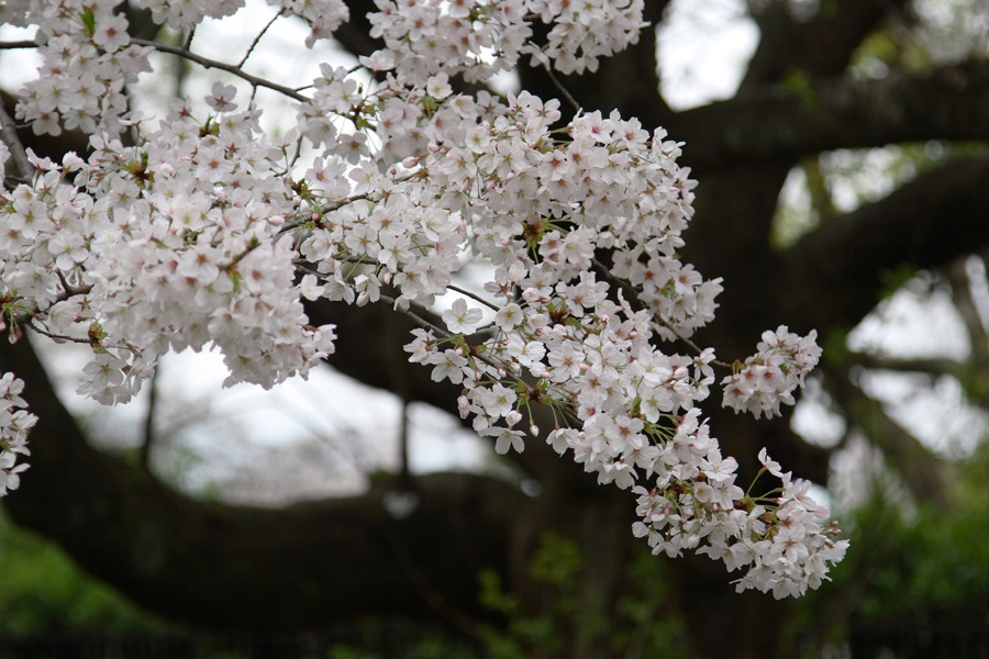 ３月３１日、舞鶴公園の桜７_c0007190_1755381.jpg