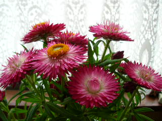 c0029190_1774416.jpg