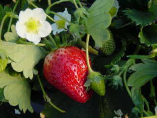 a0057402_0403385.jpg