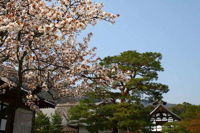 そうだ、京都へ行こう：桜　天龍寺_f0130607_2254220.jpg