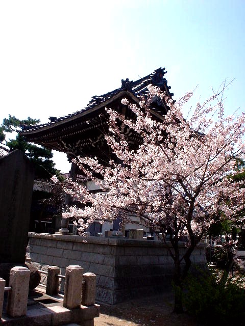 桜・さくら・ｻｸﾗ・・・の参_d0039111_1433628.jpg
