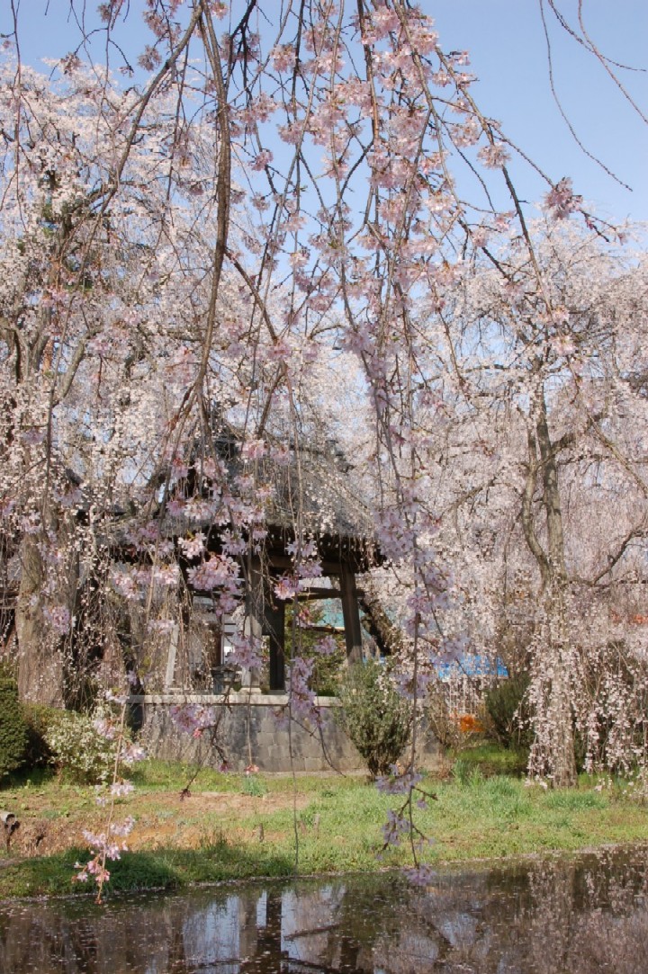 安養寺のしだれ桜_e0114815_072649.jpg