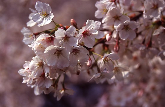 再び桜_d0101728_20162027.jpg