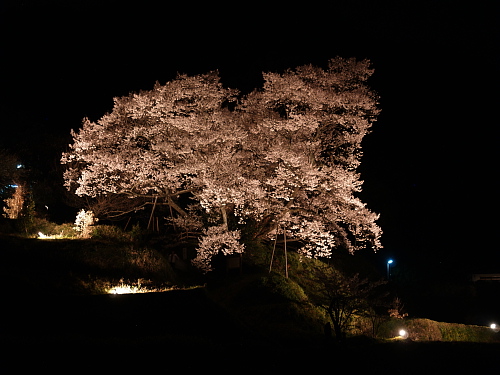 桜便り2007～奈良・仏隆寺～(4/15)_e0080133_23304257.jpg