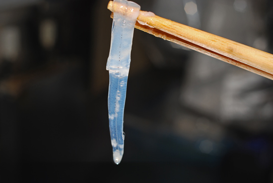 ノレソレ 食べたこと ありますか 魚屋三代目日記