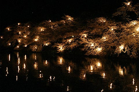 高田夜桜散歩2_e0006242_15193114.jpg