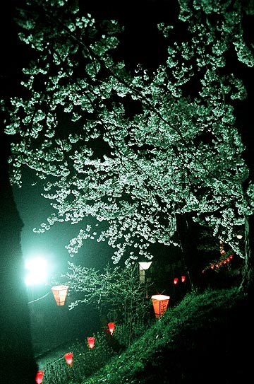 高田夜桜散歩2_e0006242_15193975.jpg