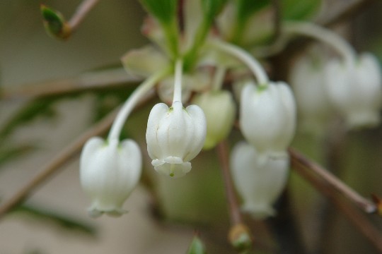 山県某所かたくりの花　＆　岐阜畜産センター_b0088444_11813.jpg