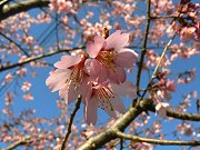 オカメザクラ満開&精米に行く_f0019247_2316491.jpg
