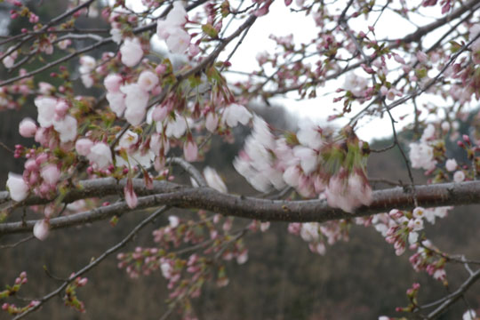 開花はしたものの・・・_e0084756_19574438.jpg