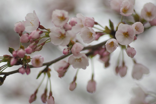 開花はしたものの・・・_e0084756_19575653.jpg
