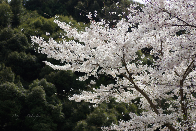 桜 （三井寺／琵琶湖疎水 ２）_d0079559_22543521.jpg