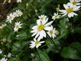 f0043559_2333817.jpg
