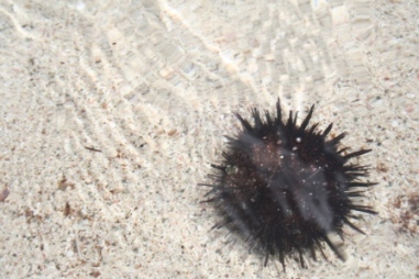 Sea Urchin　_e0061766_6205983.jpg