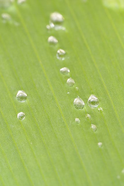 雨の日のアイリス_e0010568_16592954.jpg