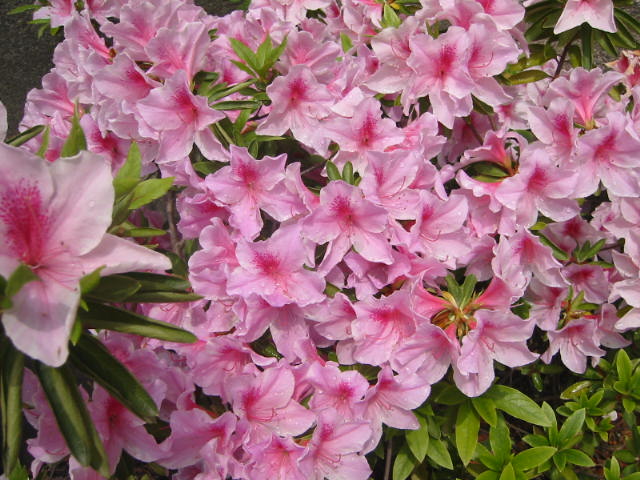 c0109174_1244593.jpg