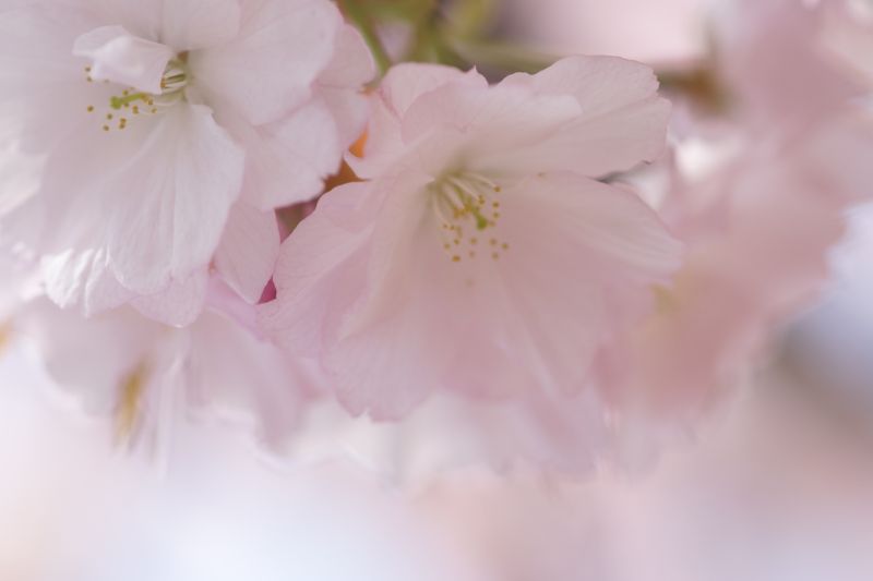 きょうの桜　－大沢桜ー_d0079278_2226778.jpg