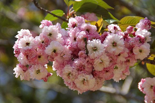 大村公園の八重桜_e0019178_12463887.jpg