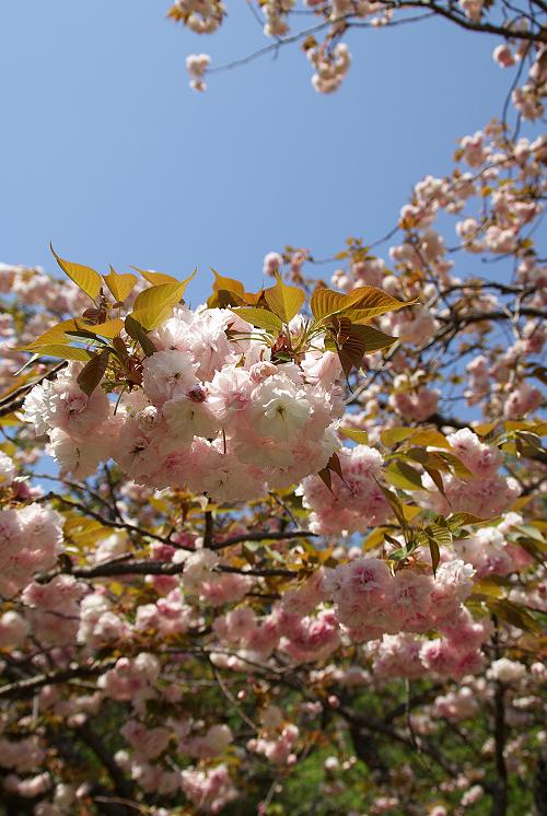 大村公園の八重桜_e0019178_1247974.jpg