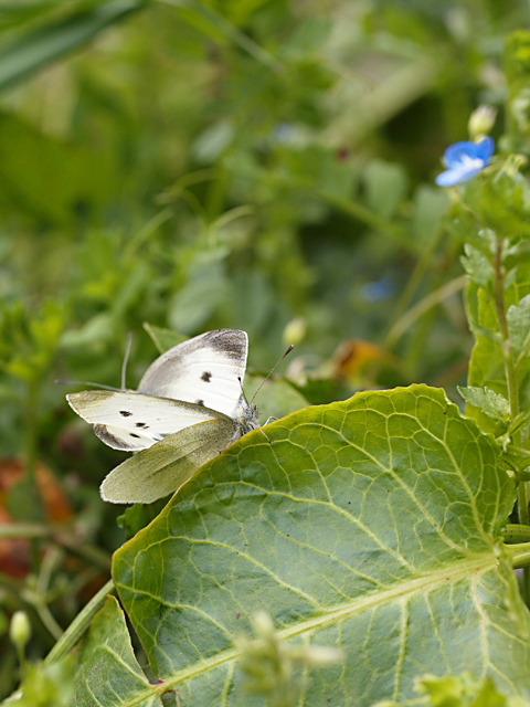 モンシロチョウと植物園の花たち_b0053192_2072261.jpg