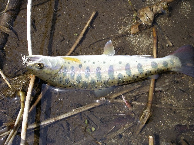 中禅寺湖そのあとに_f0092492_12453925.jpg