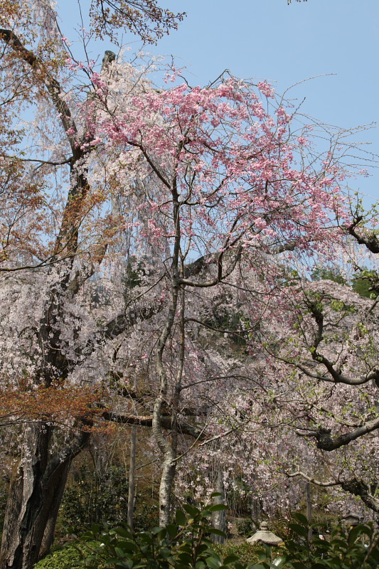 そうだ、京都へ行こう：桜　天龍寺_f0130607_1283777.jpg