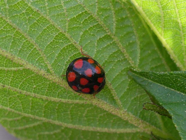 黒地に赤い紋が10個 昆虫ブログ むし探検広場