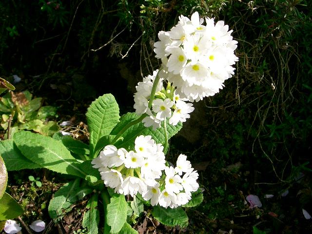 玉咲き桜草 タマザキサクラソウ 花の仲間調べ