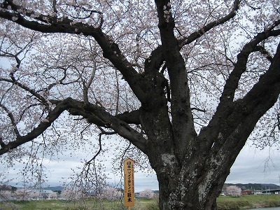 北上して・・また桜です_b0100229_1654159.jpg