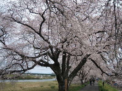 北上して・・また桜です_b0100229_16571797.jpg
