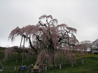 北上して・・また桜です_b0100229_16583184.jpg