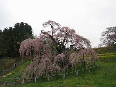 北上して・・また桜です_b0100229_1712948.jpg