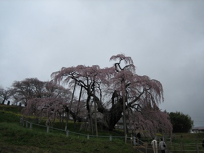 北上して・・また桜です_b0100229_1721190.jpg